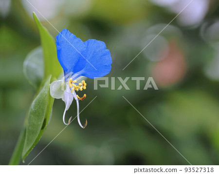 Axilla Axilla 93527318