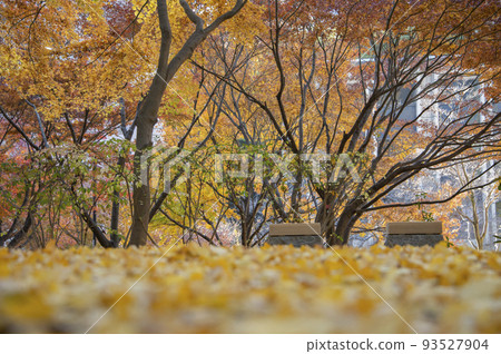 Autumn leaves of ginkgo leaves, Kiyomizudani Park, Kioicho, Chiyoda-ku, Tokyo Autumn leaves of ginkgo leaves, Kiyomizudani Park, Kioicho, Chiyoda-ku, Tokyo 93527904