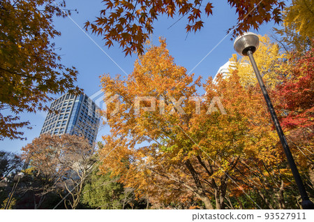 Skyscrapers wrapped in autumn leaves, Kiyomizudani Park, Autumn, Kioicho, Chiyoda-ku, Tokyo 93527911