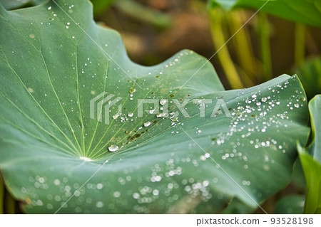 Lotus flower  93528198
