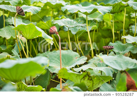 Lotus flower Lotus flower 93528287