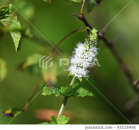 apple mint white flowers apple mint white flowers 93528498