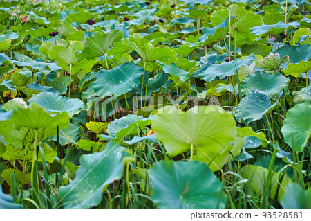 Lotus flower Lotus flower 93528581