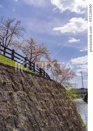 Toyonaka City, Osaka Prefecture, Senri River in spring, row of cherry blossom trees blooming along the embankment Toyonaka City, Osaka Prefecture, Senri River in spring, row of cherry blossom trees blooming along the embankment 93528690