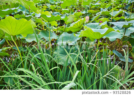 Lotus flower Lotus flower 93528826