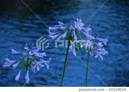 Romantic flowers Romantic flowers 93529024