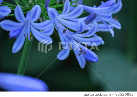 Romantic flowers Romantic flowers 93529092
