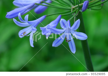 Romantic flowers Romantic flowers 93529095