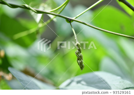 Mucuna bean flower (bud) Mucuna bean flower (bud) 93529161