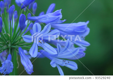 浪漫的花朵 93529240
