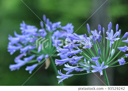 Romantic flowers 93529242