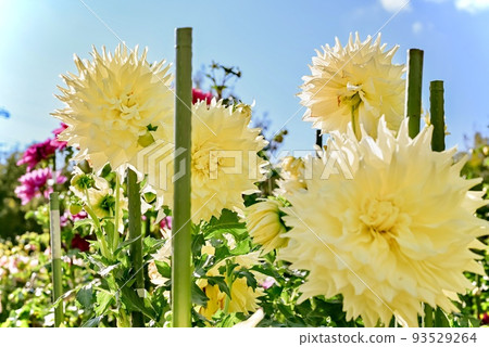 Summer Dahlia Summer Dahlia 93529264