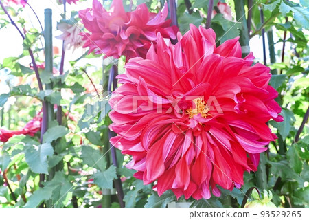 Beautiful dahlia 93529265