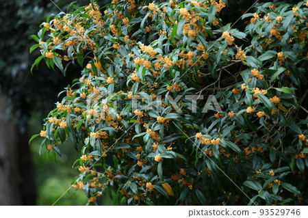 soft sweet scented flowers 93529746