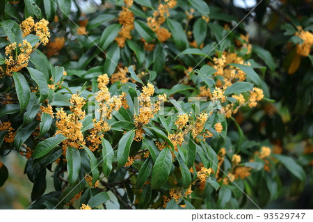 soft sweet scented flowers 93529747