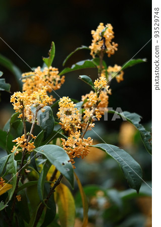 soft sweet scented flowers 93529748