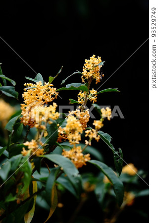 soft sweet scented flowers 93529749