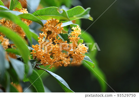 soft sweet scented flowers 93529750