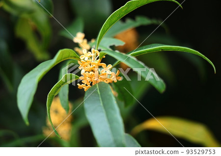 soft sweet scented flowers soft sweet scented flowers 93529753