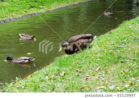 Duck on shore of reservoir in summer Duck on shore of reservoir in summer 93529997