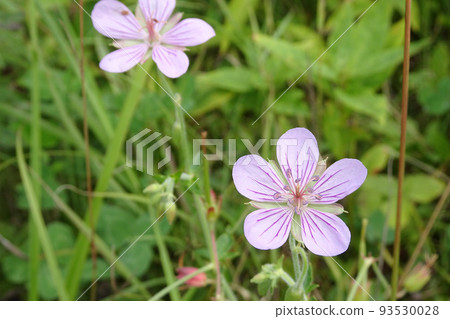 Pink Gennoshoko flower [mountain grass, medicinal herb, summer] 93530028