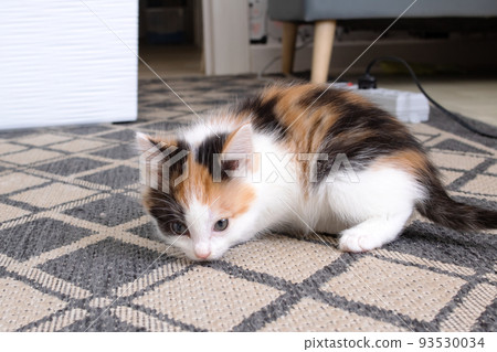 A small tri-colored kitten sits on the floor 93530034
