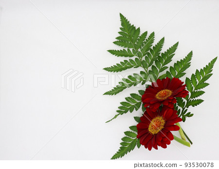 Red Gerbera Flower Red Gerbera Flower 93530078