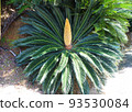 Landscape with tropical plants 93530084