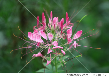 一朵蝴蝶在風中翩翩起舞 一朵蝴蝶在風中翩翩起舞 93530137