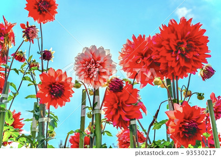 dahlia in the sun dahlia in the sun 93530217