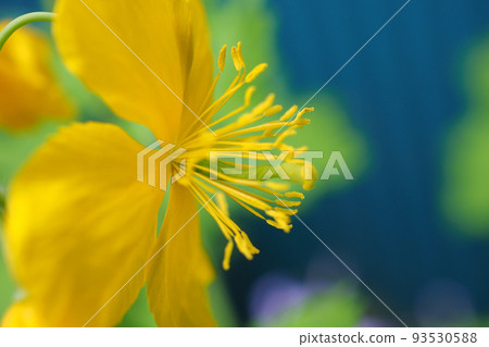Nanohana Nanohana 93530588