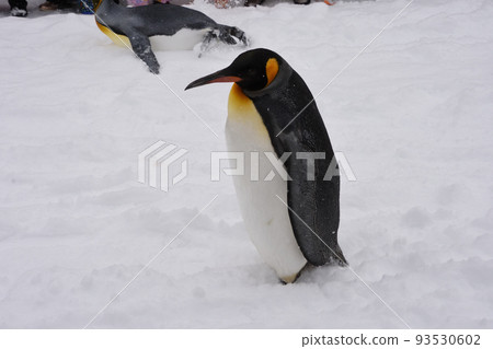 King Penguin (Asahiyama Zoo) / Asahikawa City, Hokkaido King Penguin (Asahiyama Zoo) / Asahikawa City, Hokkaido 93530602