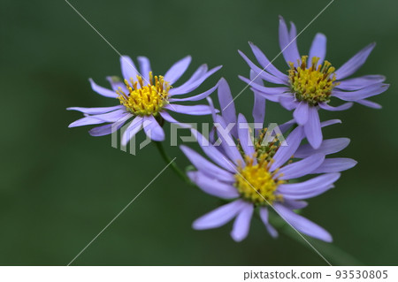 A pale purple flower that blooms during the full moon 93530805