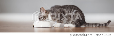 Little grey kitten feeding by cat's meal indoors 93530826