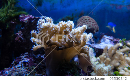 Underwater ecosystem panorama. Coral reef under the sea. Wild life concept. 93530842
