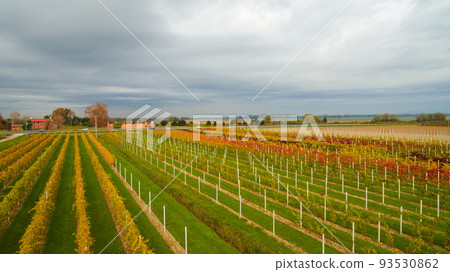 Beautiful autumn coloros. Aerial drone view of wineyards fields from the top. Drone Aerial View Concept. Beautiful autumn coloros. Aerial drone view of wineyards fields from the top. Drone Aerial View Concept. 93530862