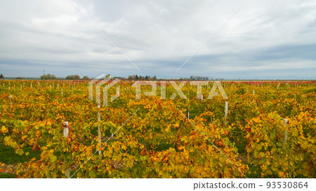 Beautiful autumn coloros. Aerial drone view of wineyards fields from the top. Drone Aerial View Concept. 93530864