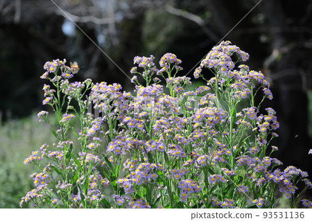 A pale purple flower that blooms during the full moon A pale purple flower that blooms during the full moon 93531136