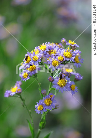 滿月時盛開的淡紫色花 滿月時盛開的淡紫色花 93531144