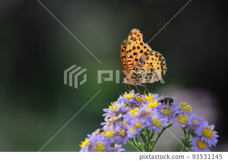 滿月時盛開的淡紫色花 滿月時盛開的淡紫色花 93531145