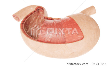 Human Internal Stomach Anatomy - 3D Rendering Human Internal Stomach Anatomy - 3D Rendering 93531353