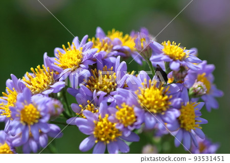 A pale purple flower that blooms during the full moon A pale purple flower that blooms during the full moon 93531451