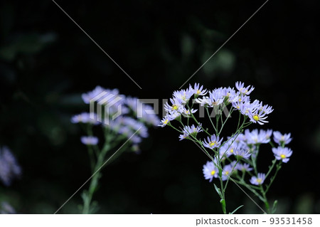 滿月時盛開的淡紫色花 93531458