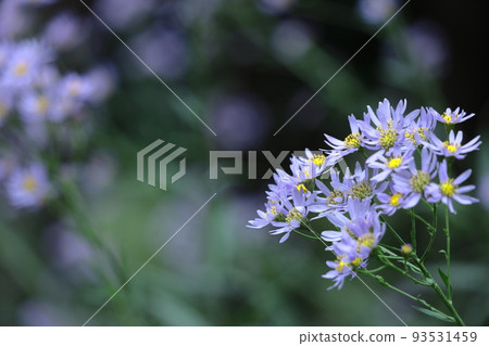 A pale purple flower that blooms during the full moon A pale purple flower that blooms during the full moon 93531459