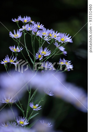 滿月時盛開的淡紫色花 93531460