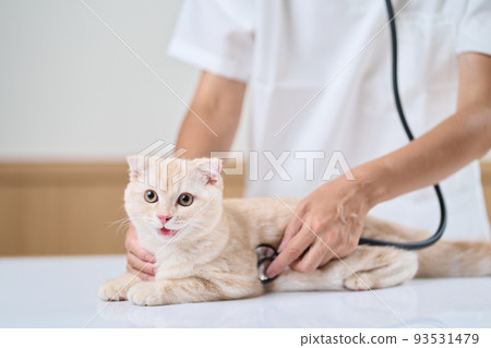Asian veterinarian holding a stethoscope to a kitten Asian veterinarian holding a stethoscope to a kitten 93531479