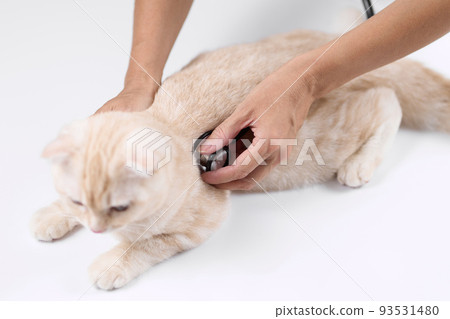 Asian veterinarian holding a stethoscope to a kitten Asian veterinarian holding a stethoscope to a kitten 93531480