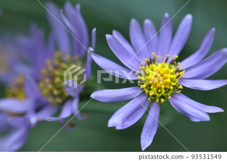 滿月時盛開的淡紫色花 滿月時盛開的淡紫色花 93531549