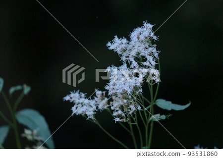 類似袴的紫紅色花朵 93531860