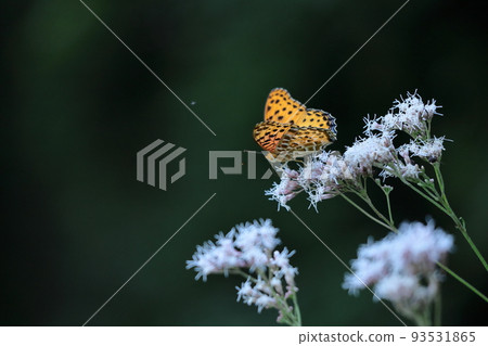 A mauve-colored flower that resembles a hakama A mauve-colored flower that resembles a hakama 93531865
